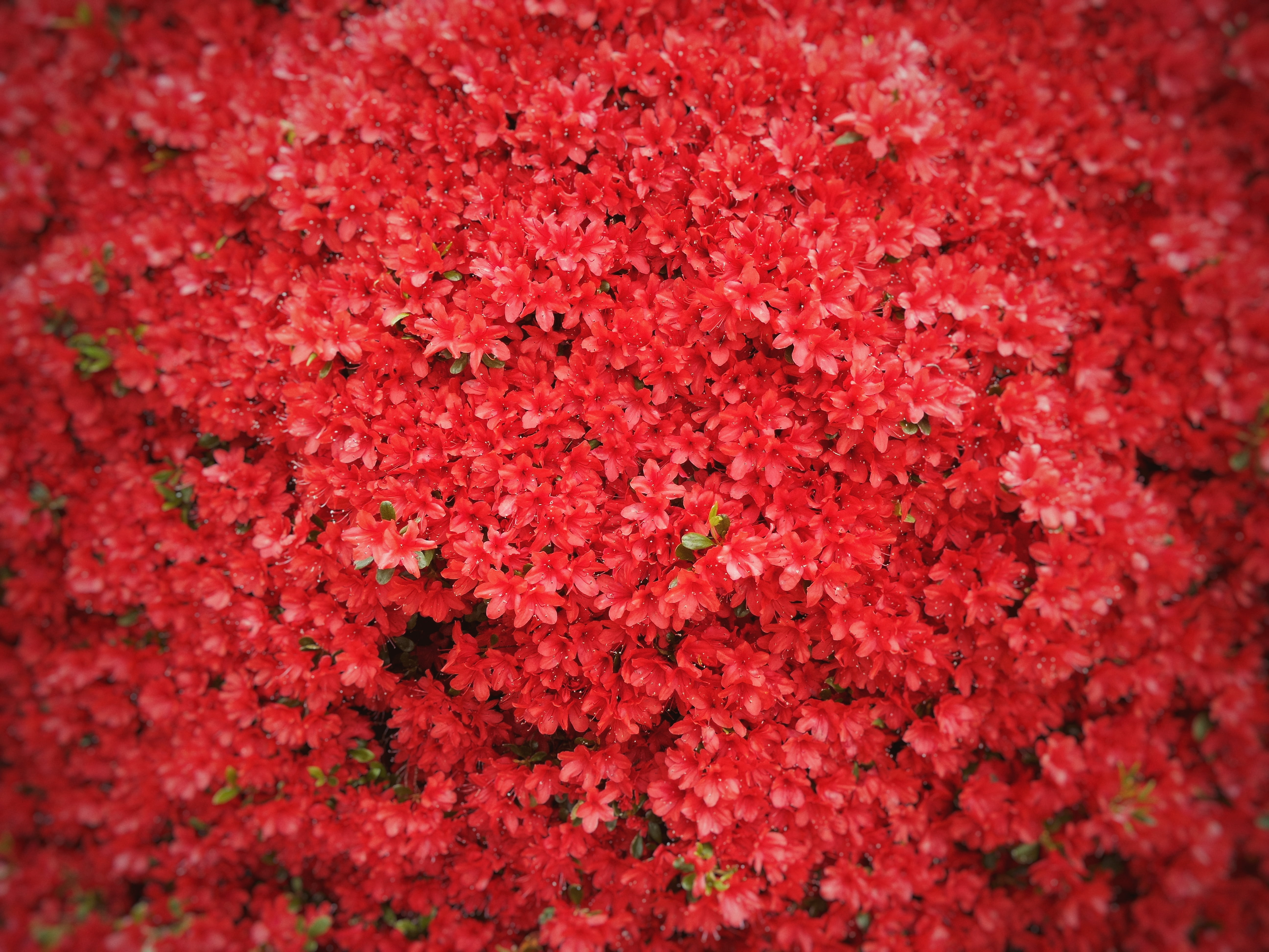 Красные цветы игры. Ярко красные цветы. Красный цветочек. Мелкие красные цветы. Красное фото.