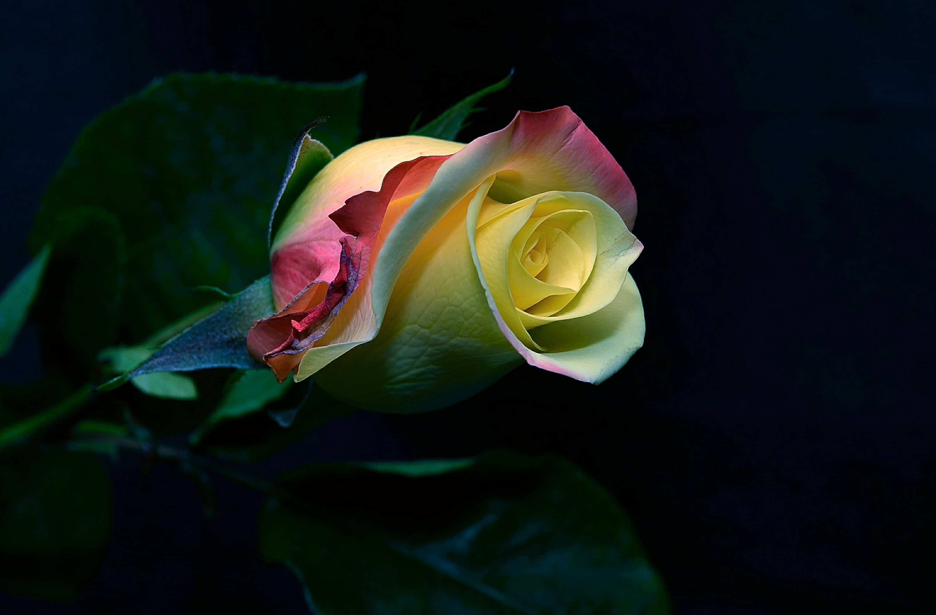 Розочка под. Картинки на рабочий стол розы. Розы на темном фоне. Цветы на темном фоне. Необычные розы.