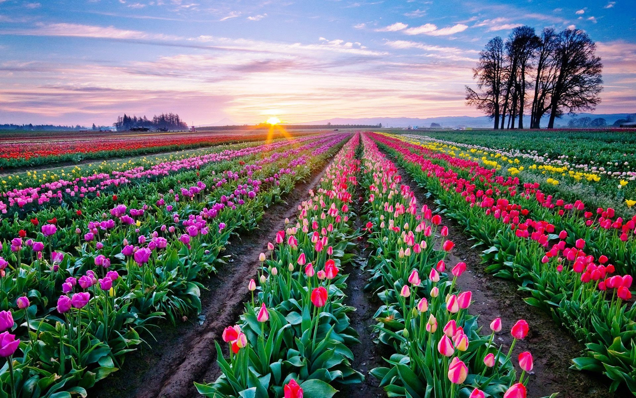 Долина тюльпанов в Голландии