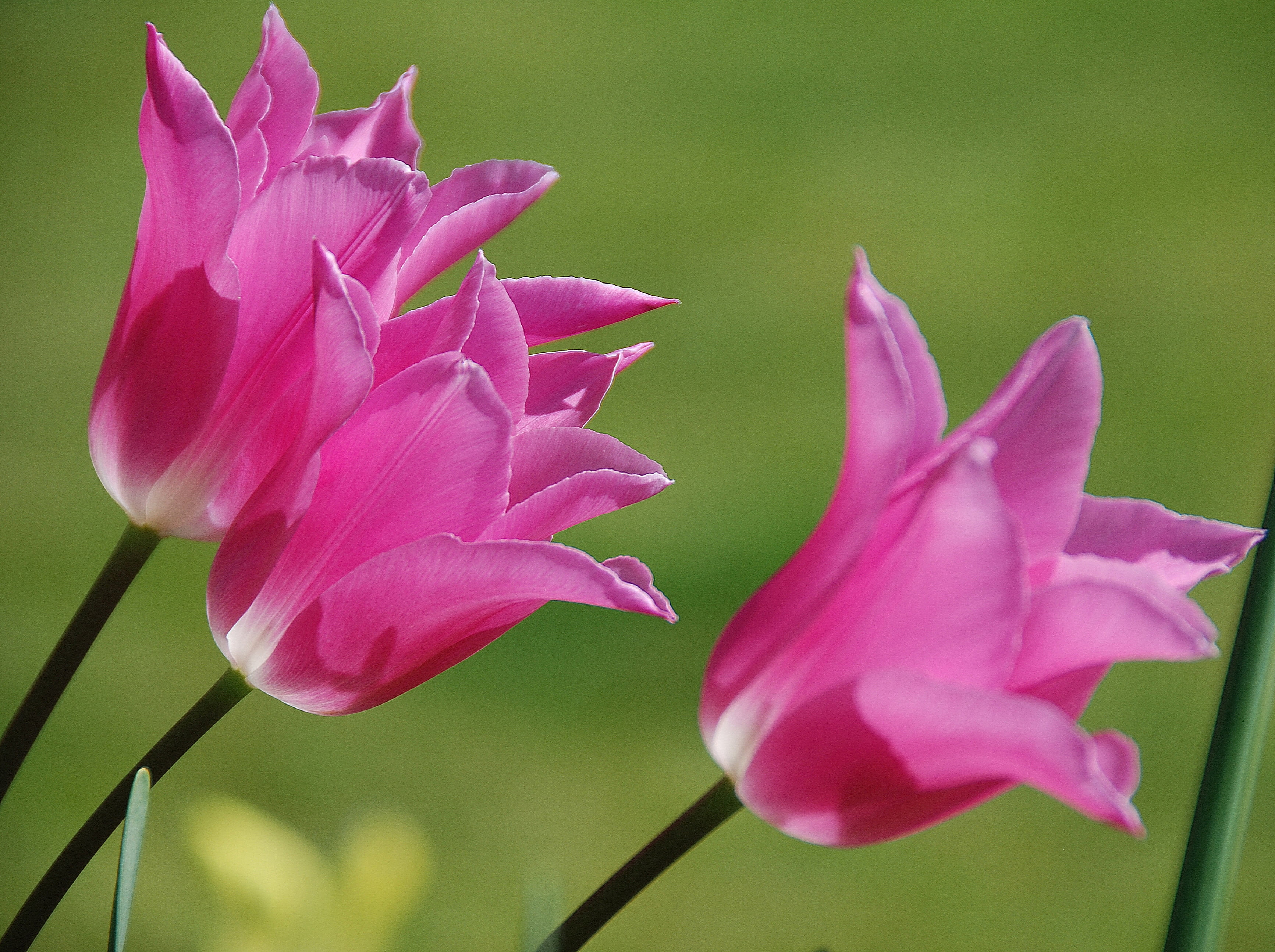 Тюльпаны розовые похожие на колокольчик
