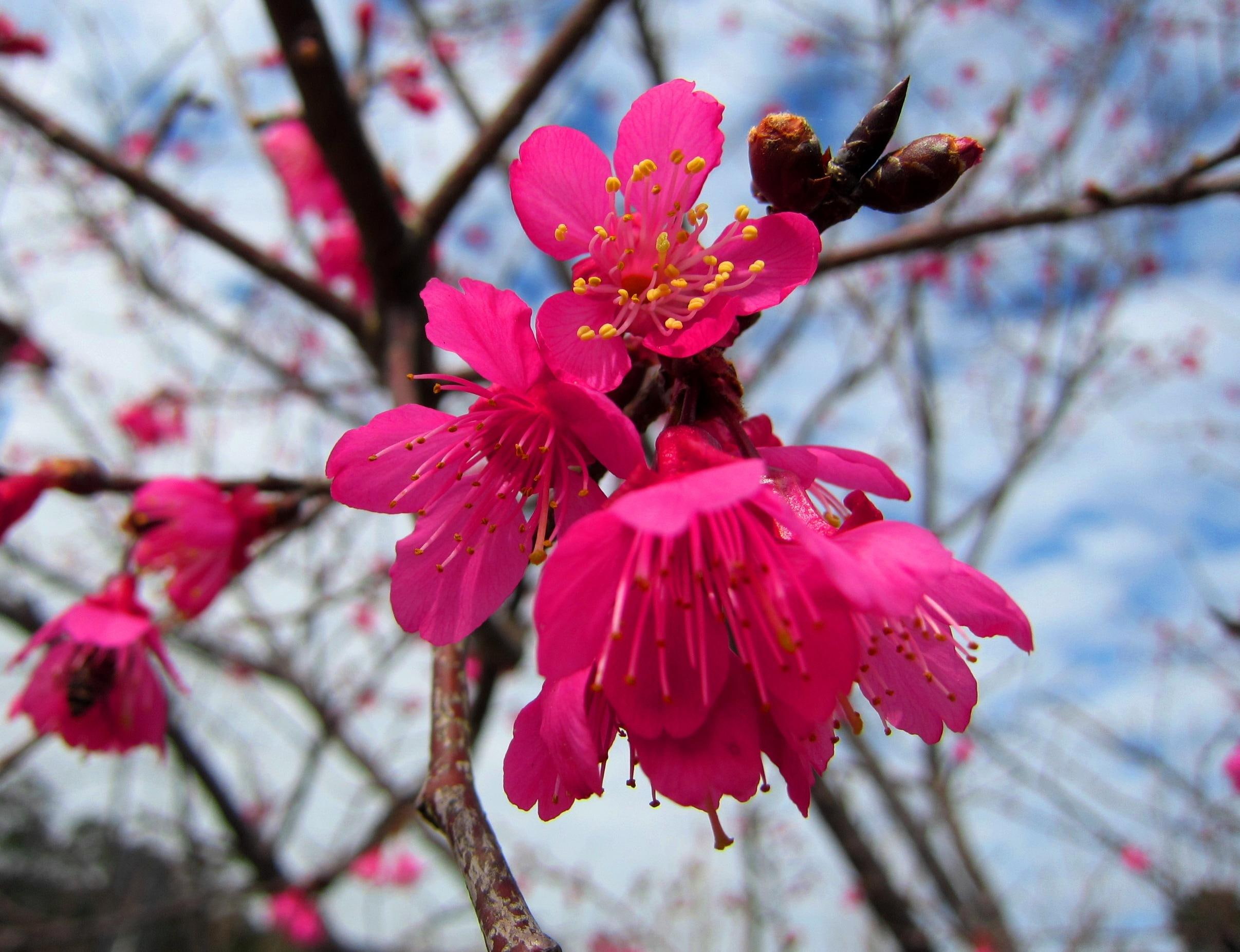 Prunus campanulata