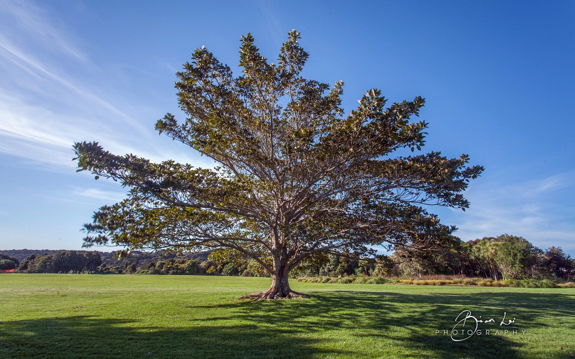 My new tree. Вилга дерево в Австралии. Картас Южный дерево. Дерево Утун.